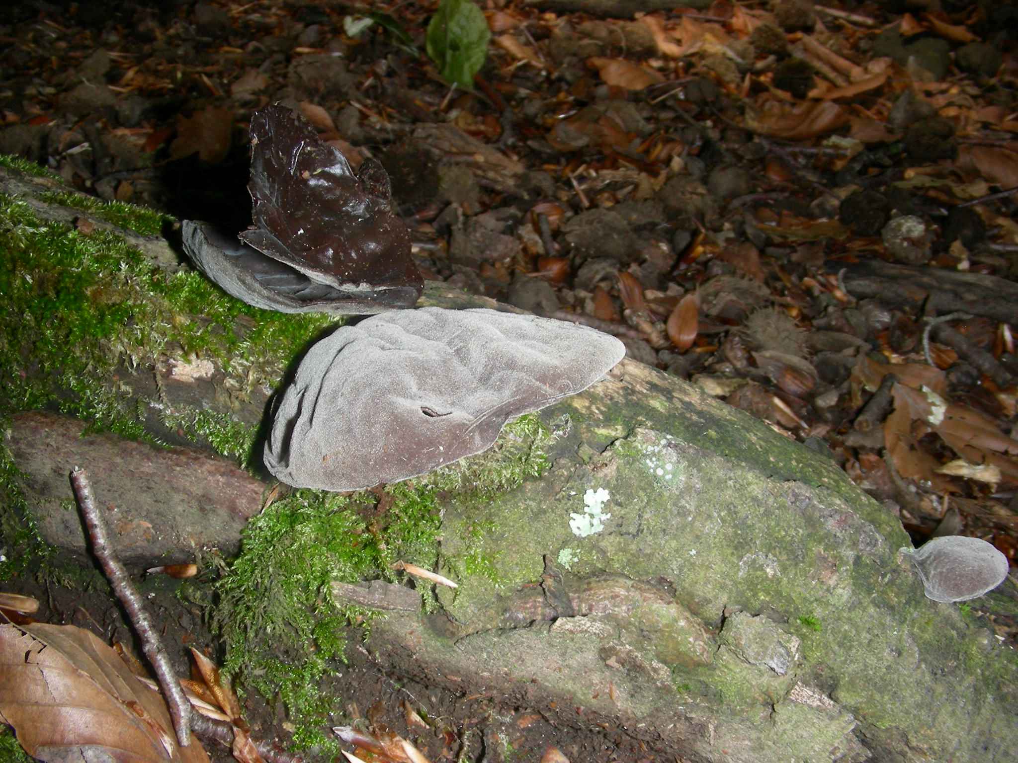 1350 Maggio vecchio ritrovamento